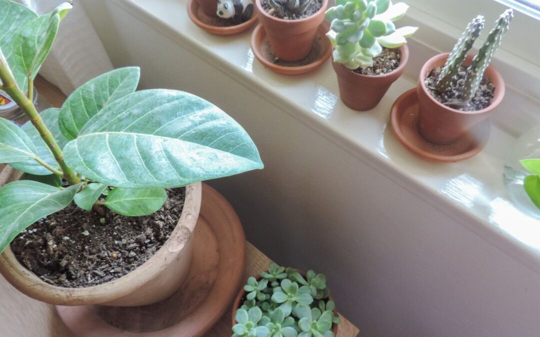 The Joy in Caring for Houseplants