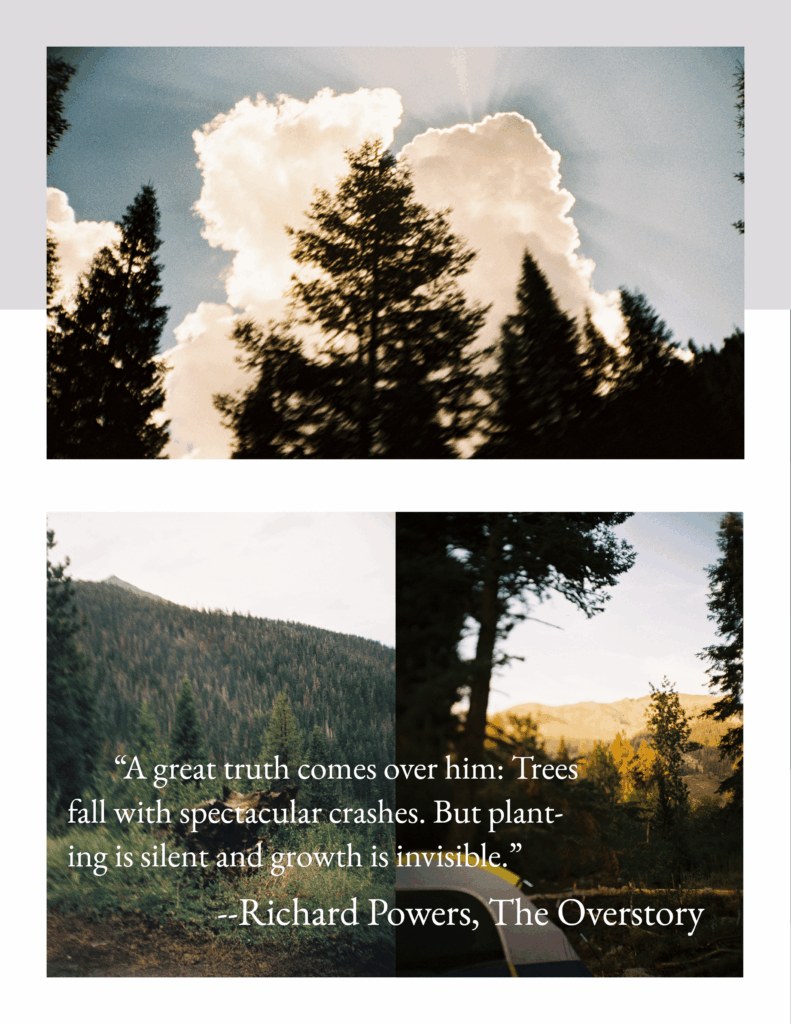 Sequoia Film 2025
